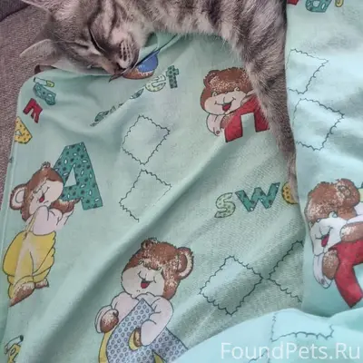 Пропал кот Василий, ул. Октябрьская 5