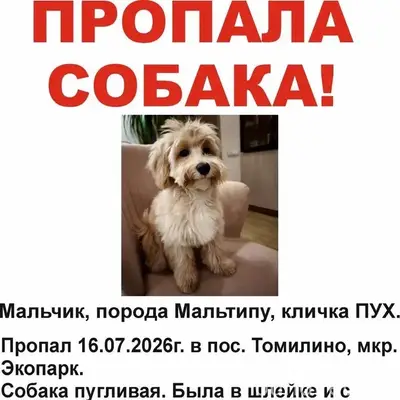Пропал Мальтипу Пух, Томилино