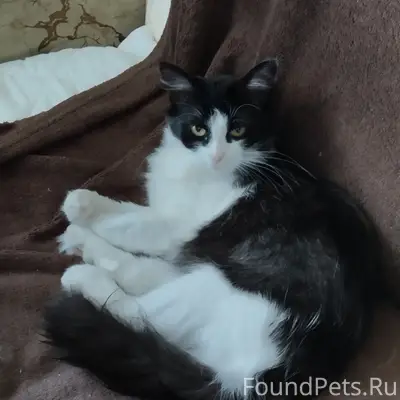 Пропала кошка Бусинка, сельхозтехника