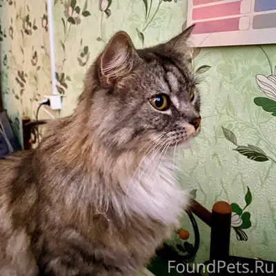 Пропал кот, район ветлечебницы (пмк-12)