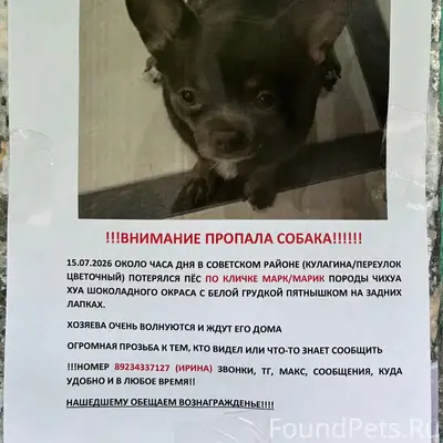 Пропал чихуахуа Марк, Советский район
