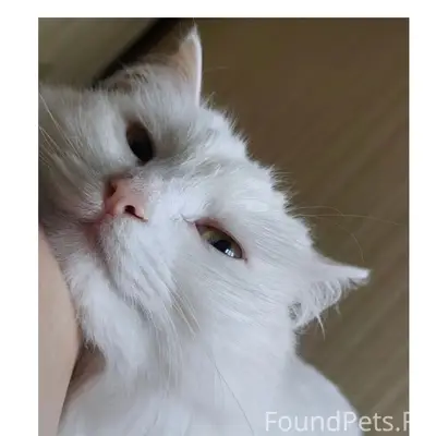 Пропала кошка Лёля, сады бнзс кол