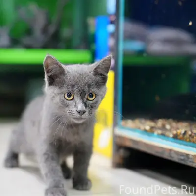 Найден котик, ул. Парковая д. 4