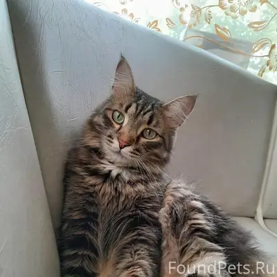 Пропал кот Серый, район телевышка