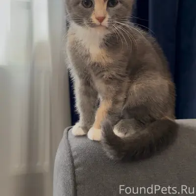 Найден котёнок, найдётся любящий дом