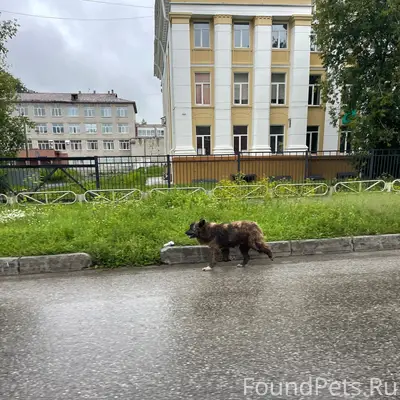 Пропала собака, ул. Советская