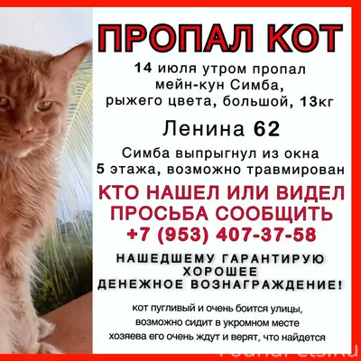 Пропал мейн-кун Симба, улица Ленина