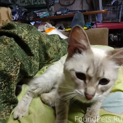 Найдена кошка, микрорайон береговой