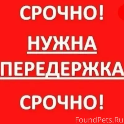 Найдена кошка, Валдушки