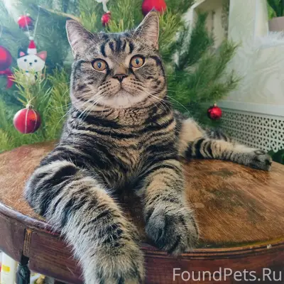 Пропал кот, улица заводская