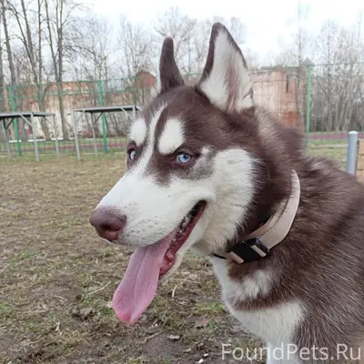Пропал хаски, деревня Крутец