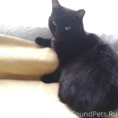 Пропала кошка Ноча, район д. Лычево, д. Куракино