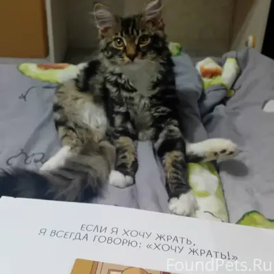 Пропал кот, Караваева 50