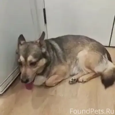 Пропала собака, зона Кожевенная