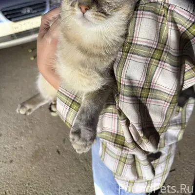 Найдена вислоухая кошка, Екатеринбург, Виз