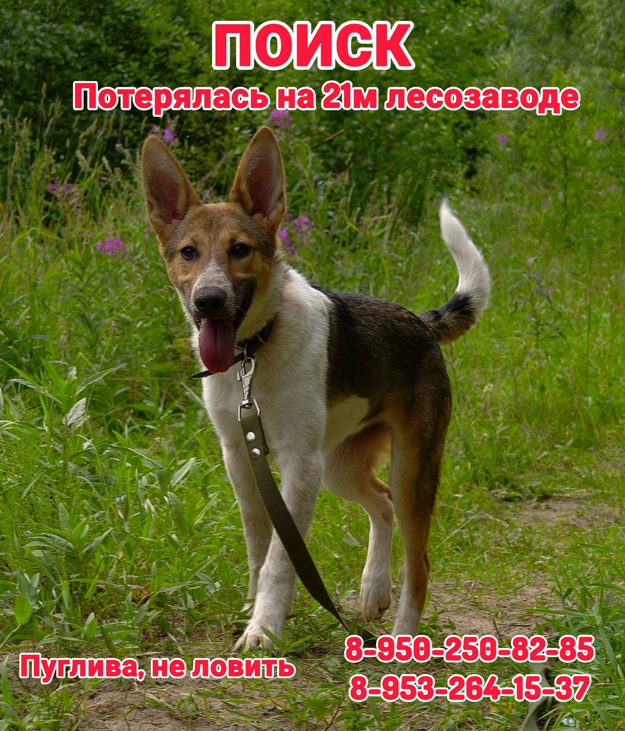 Пропала собака Хлоя, Маймакса