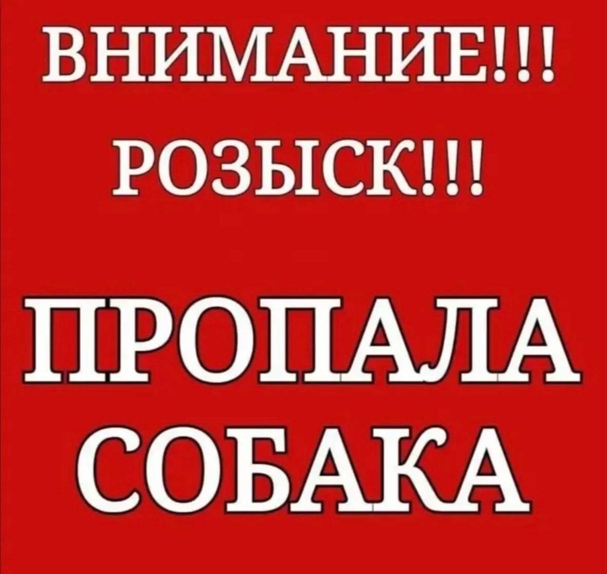 Пропал чихуахуа Гудвин, Переборы