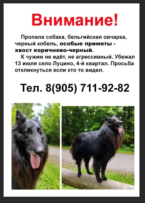 Пропала черная овчарка