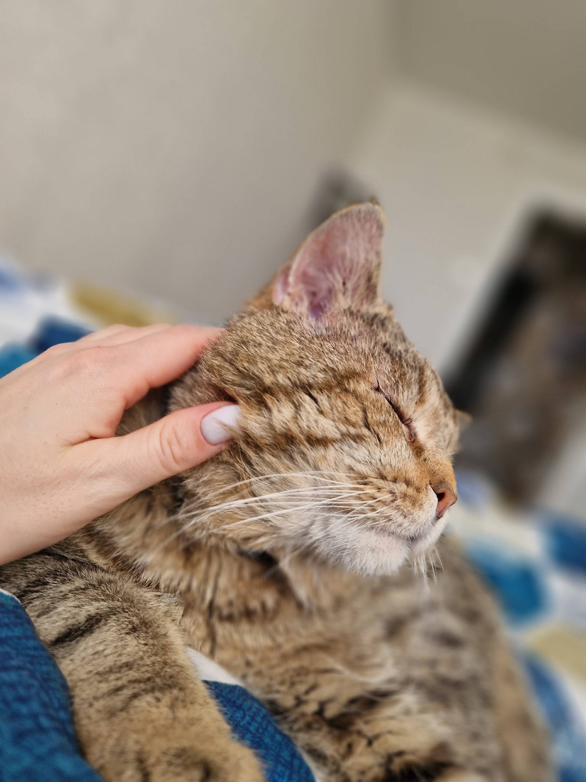 Пропал кот, с чёрным ошейником, Витовка