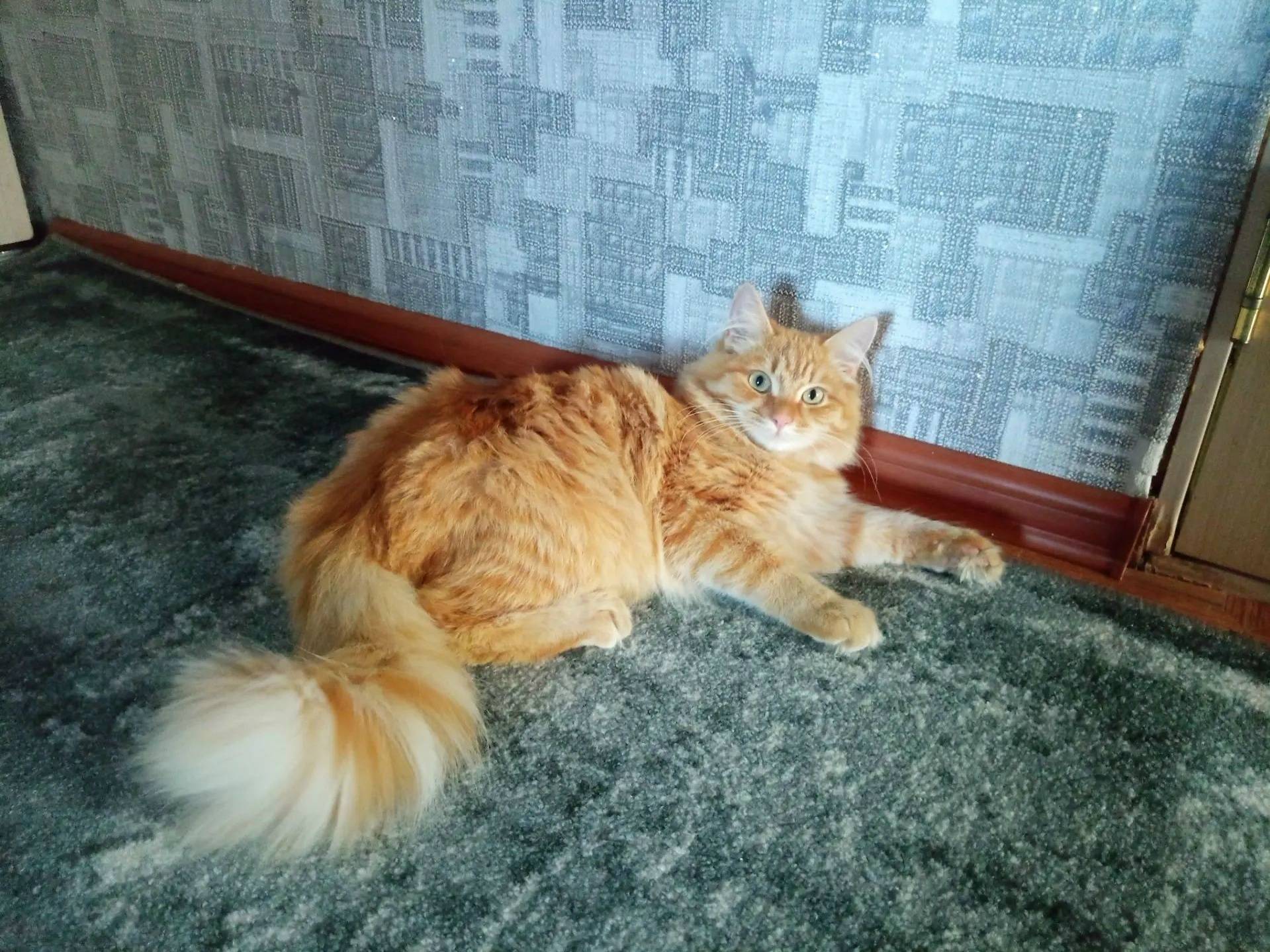 Пропал кот Честер