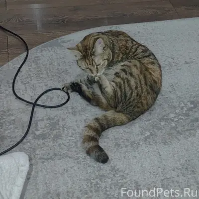 Пропала кошка Саша, Хотунок