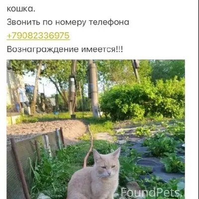 Пропала кошка
