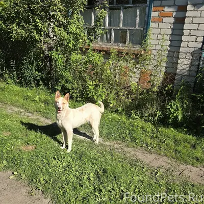 Найден кобель, СНТ Жуковец