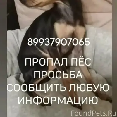 Пропал Той-терьер (мини), улица Пушкина