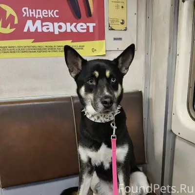 Пропала собака, пгт Ахтырский