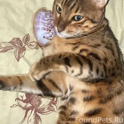 Пропал кот, поселок Металлургов