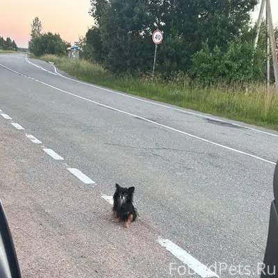 Найден мальчик-собака, деревня Кёрстово
