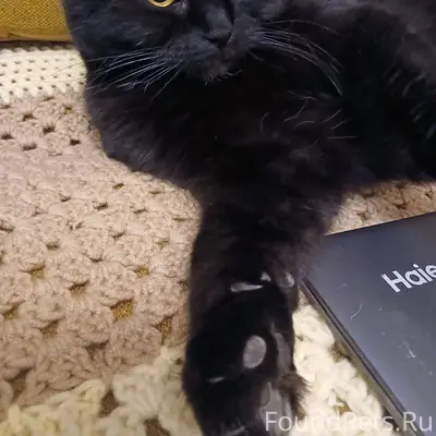 Пропал кот, 1 Мая 36