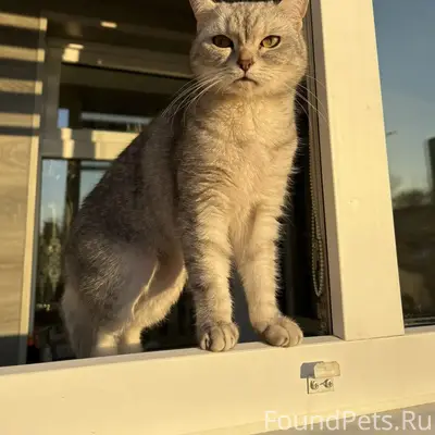 Пропала кошка, улица Сайдашева