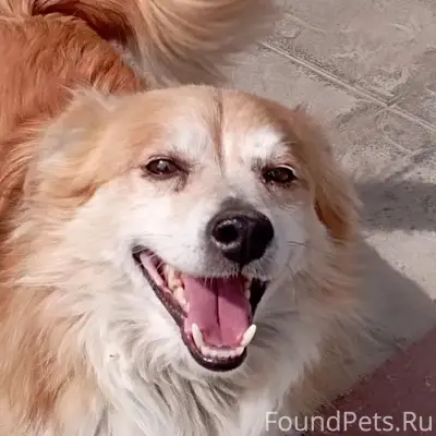 Пропал пёс Макс, Гостищево