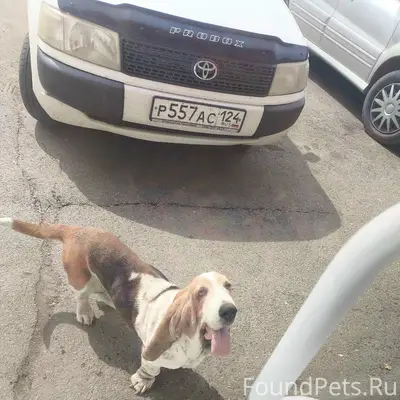 Пропала собака Джессика, г. Заозерный