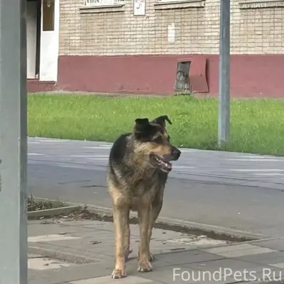 Пропал пёс Тарзан, база