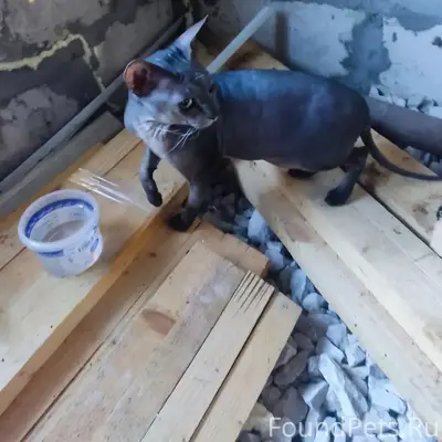 Найден сфинкс, село Поповка