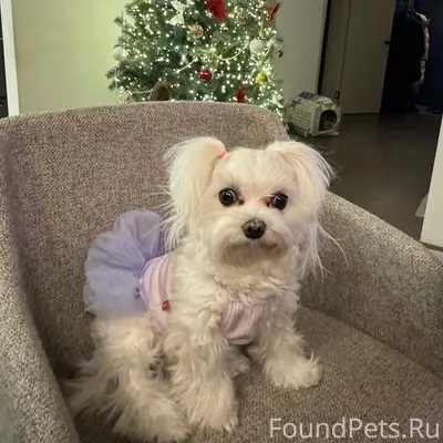 Пропала мальтипу Милка, район тентюков, орбита