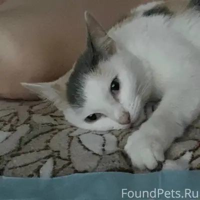 Найдена трёхцветная кошка, Вокзальная, 47