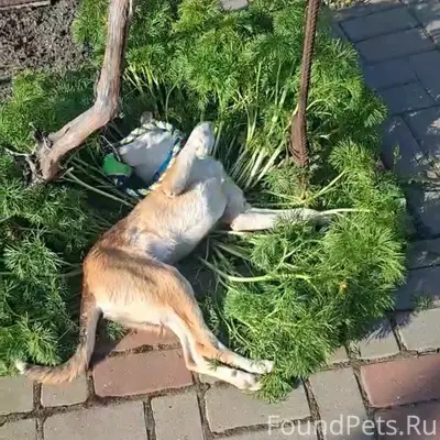 Пропал пёс Барсик, район Радио