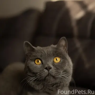 Пропал британский короткошёрстный кот Феликс, район Ломоносова
