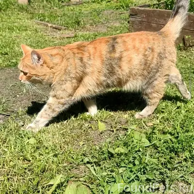 Пропала кошка Маруська, район ул. Ульяновская