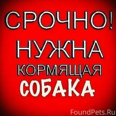 Найденны два щенка, Калуга