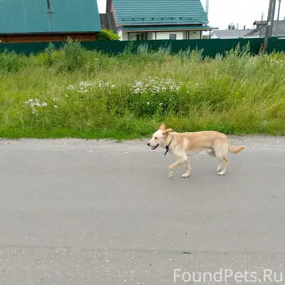 Найден пёс, Володарск