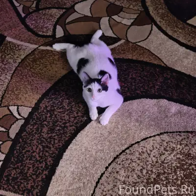 Пропал котёнок Споти, Монастырёк - Барыкина