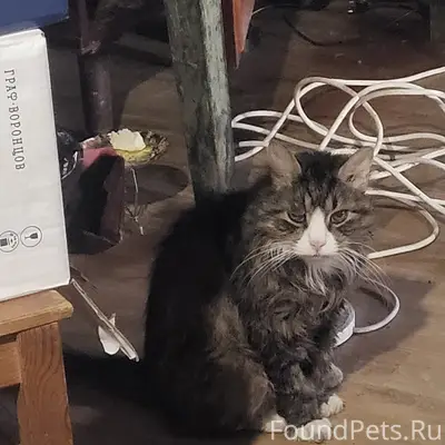 Пропал кот