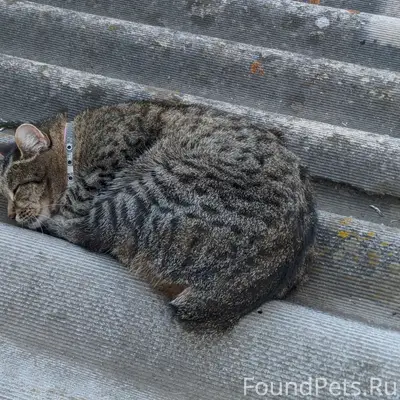 Пропала кошка, район Запани