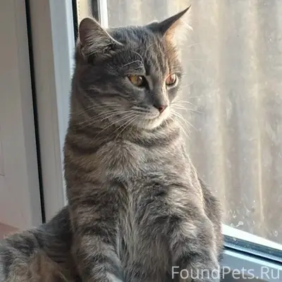Пропал кот, улица Курячего