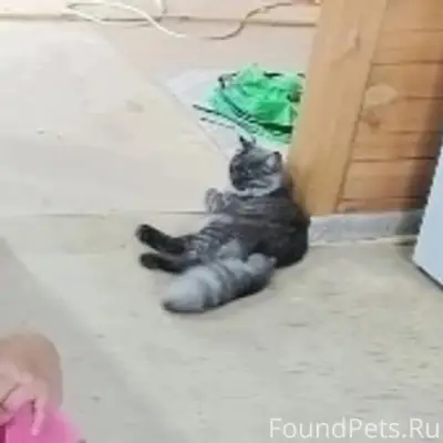 Пропал кот Снежик, ул. Лунинская Деповской