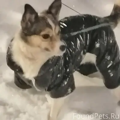 Пропала собака. 